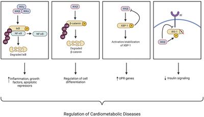 Recent Advances in Understanding the Role of IKKβ in Cardiometabolic Diseases